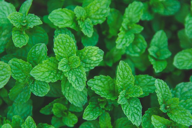 Instructions to work on your skin with mint