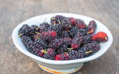 mulberries